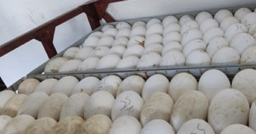Башкирия в 2,2 раза увеличила экспорт инкубационных яиц