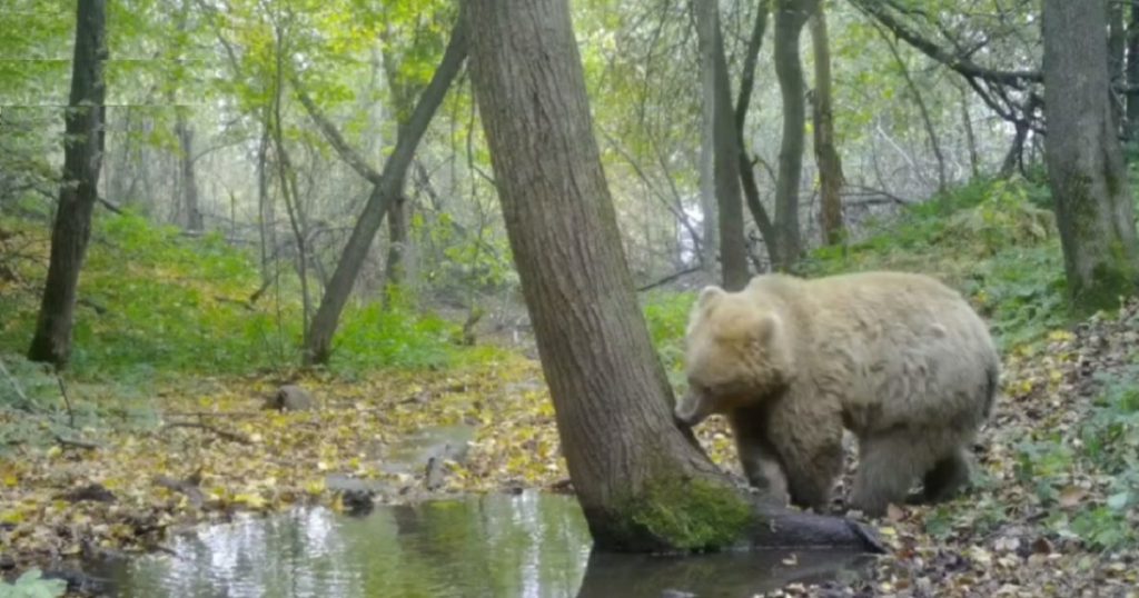 Минэкологии Башкирии заявило об опасном росте численности диких животных