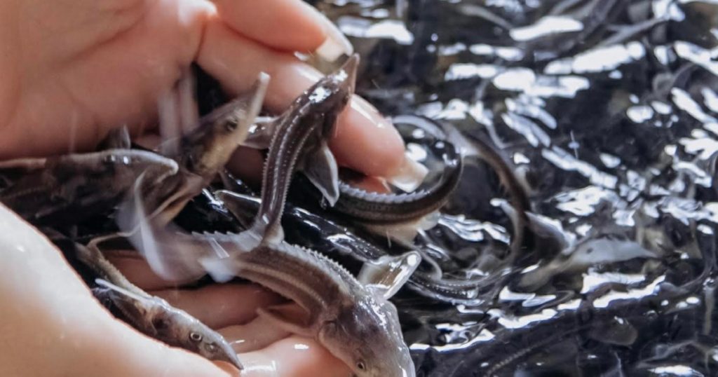 БСК выпустила 10 тыс. мальков стерляди в реку Белая в Башкирии