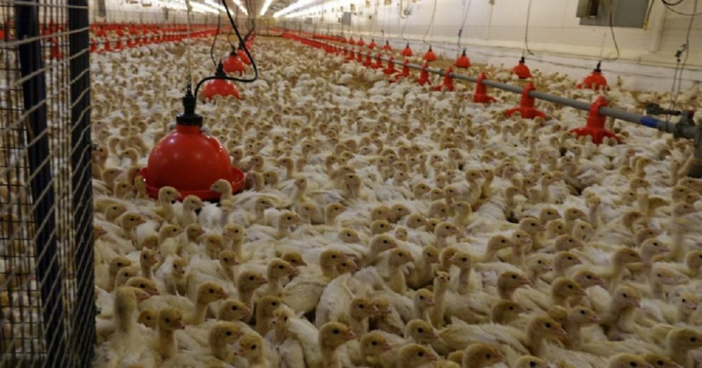 В птицеводческий комплекс им. Гафури в Башкирии не смогли вернуть 815 млн