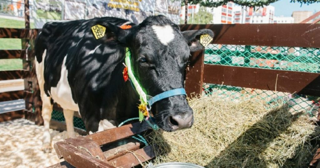 Аграрии Башкирии стали в четыре раза чаще страховать животных