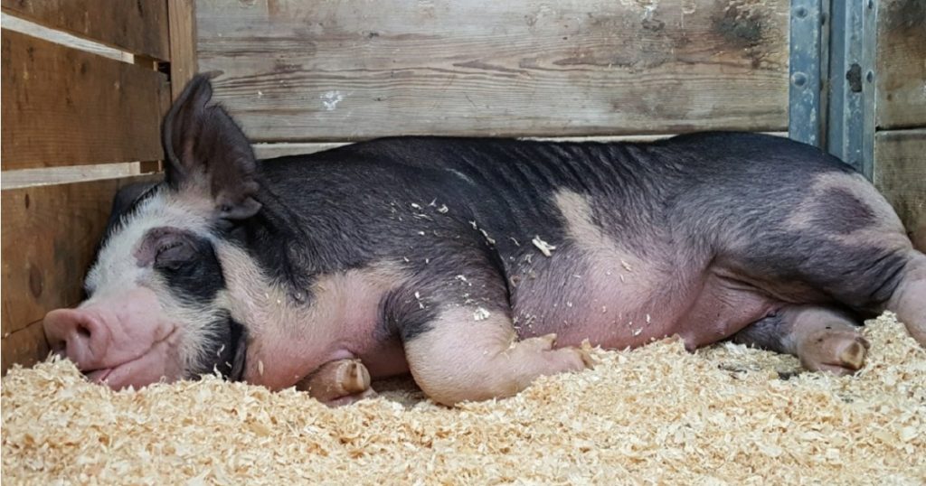 «Таврос» инвестирует ₽7 млрд в разведение птицы и свиней в Башкирии