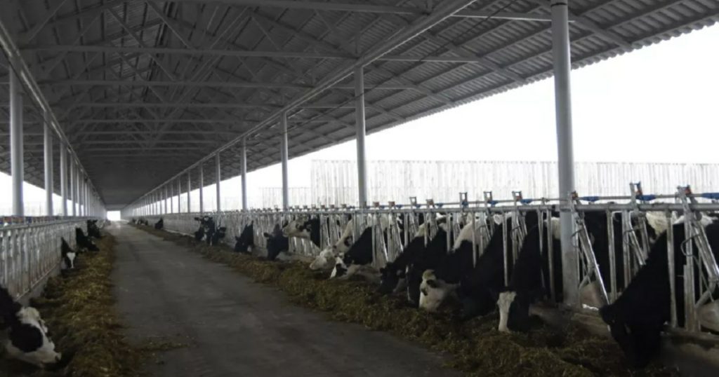 Производство в сельском хозяйстве Башкирии выросло на 16%