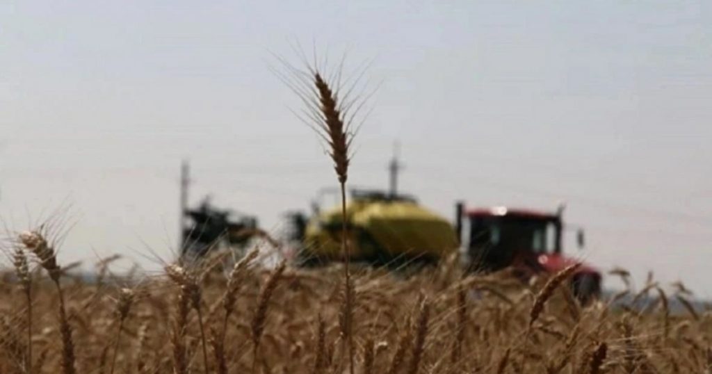Башкирия за год сократила экспорт зерна в 2,5 раза