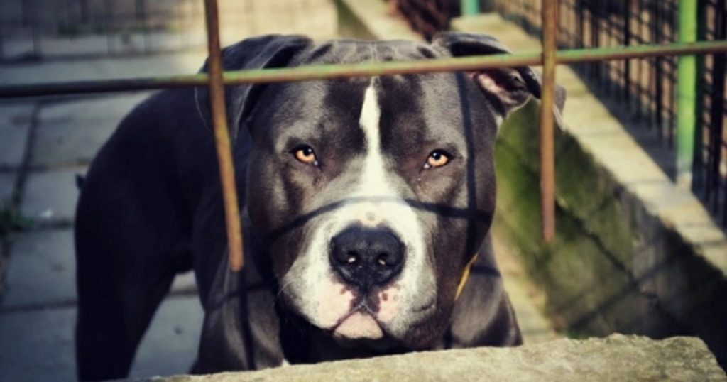 Башкирия предложила отнести собак к источникам повышенной опасности