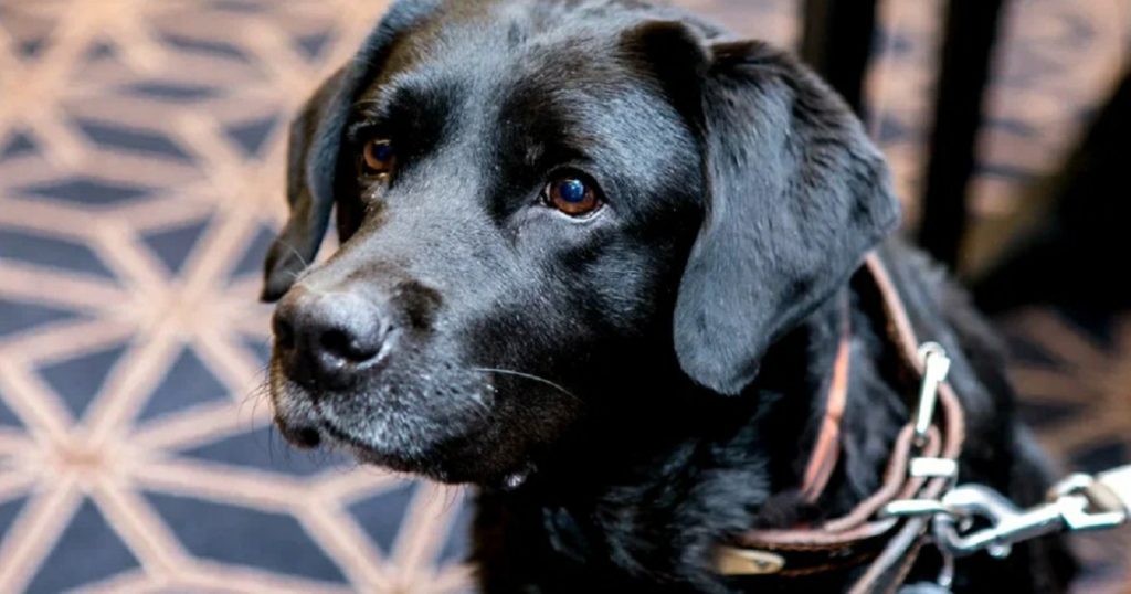 В Башкирии создают электронный реестр домашних животных