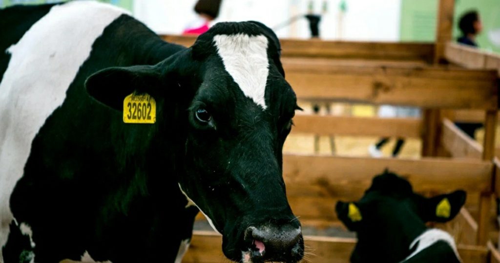 В разведение коров голштинской породы в Башкирии инвестируют ₽758 млн