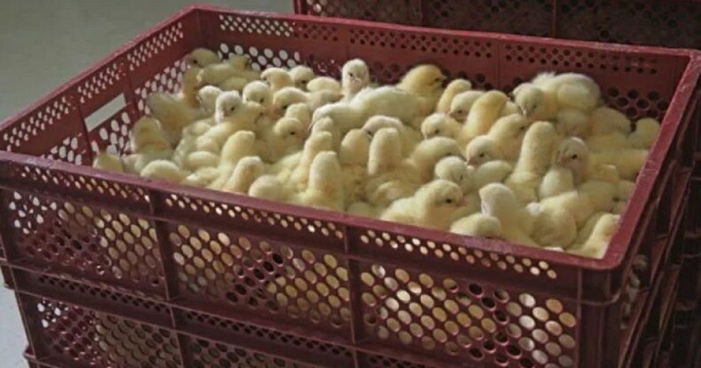 Башкирия в полтора раза увеличила экспорт живой птицы