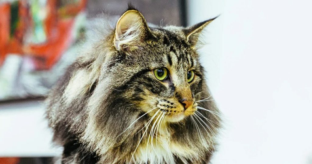 Башкирия вновь предложила ввести обязательную стерилизацию питомцев