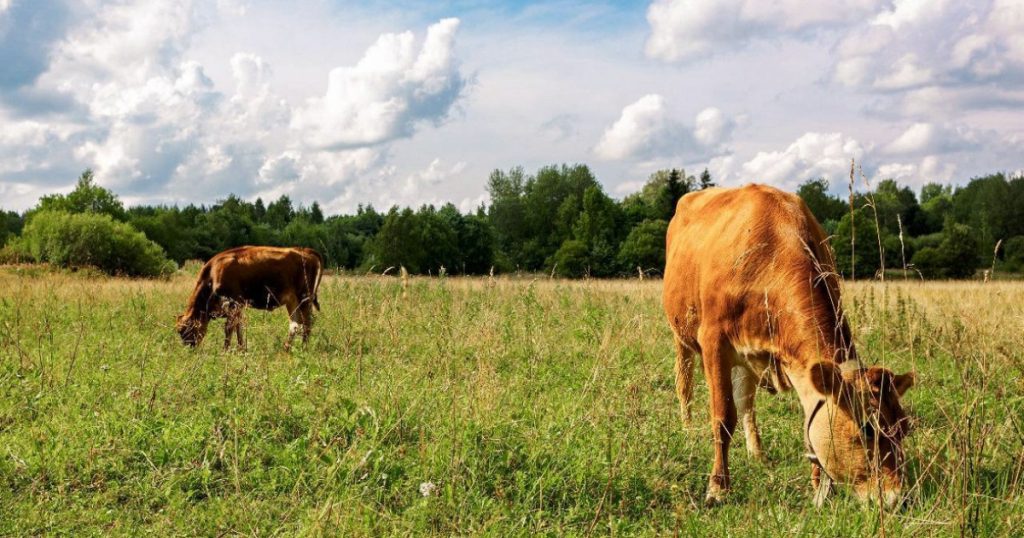 Господдержку малого бизнеса в АПК Башкирии увеличат на 5%