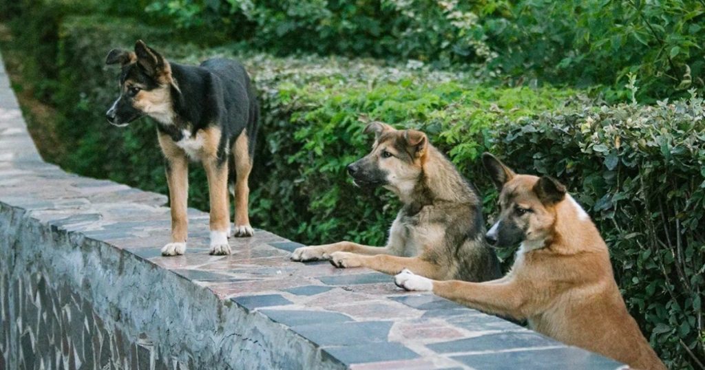 Башкирия увеличит субвенции городам и районам на отлов бездомных животных