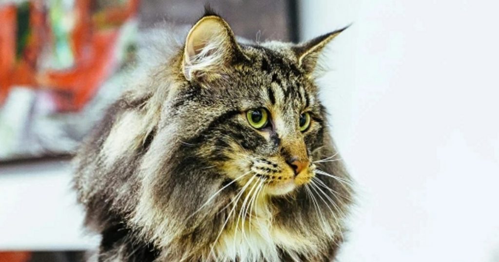 Законодатели не поддержали проект Башкирии о стерилизации животных