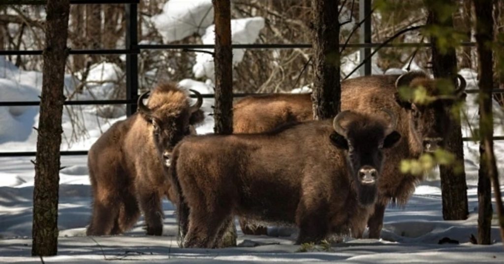 В Башкирию могут завести еще девять зубров из Беларуси