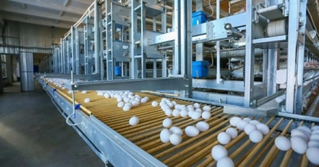 Производство куриных яиц в Башкирии в 2025 году вырастет в 2,2 раза