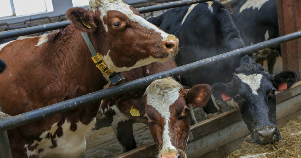 Закупки племенного скота в Башкирии за год выросли на 11%