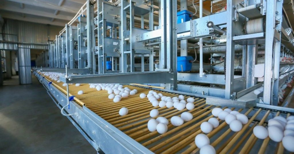 Птицефабрика «Башкирская» может восстановить производство в 2026 году