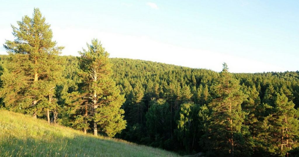 Лесникам Башкирии будут доплачивать из сэкономленных на пожарах средств