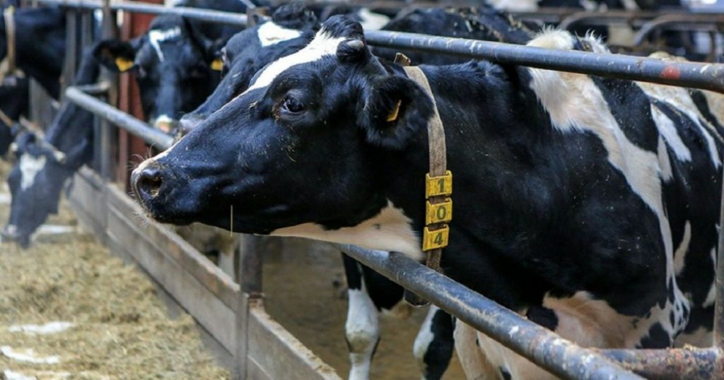 Производство сельхозпродукции в Башкирии в 2026 году может вырасти на 3%