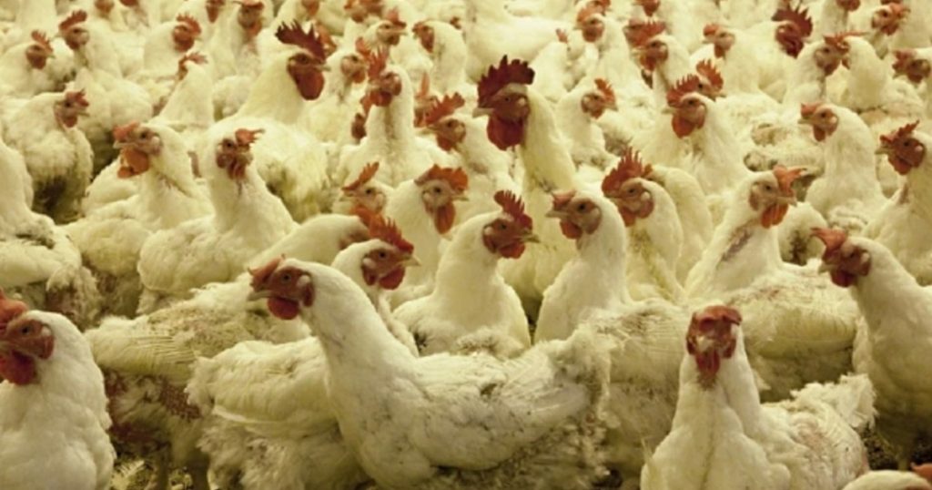 В Башкирии ищут инвестора для строительства птицекомплекса за ₽356 млн