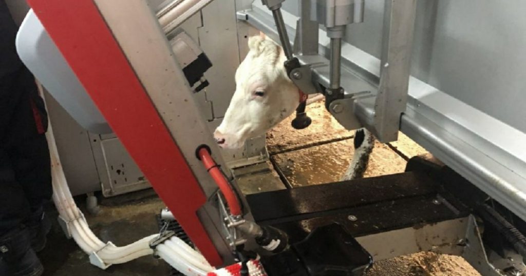 Количество роботизированных молочных ферм в Башкирии за год выросло вдвое