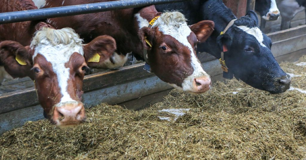 В производство комбикорма и незамерзайки в Нефтекамске вложат ₽50 млн