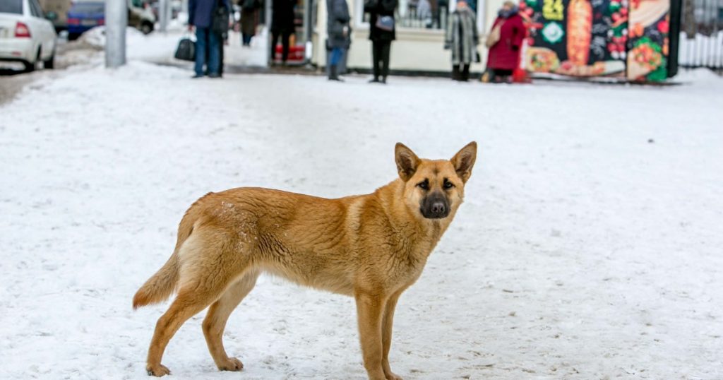В Башкирии хотят изменить подход к финансированию отлова животных