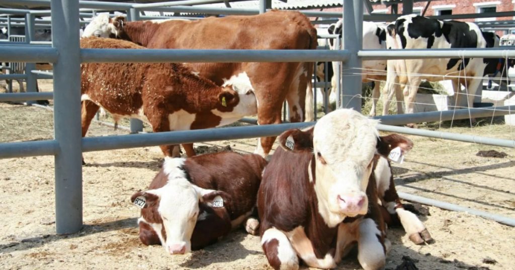 В Башкирии ищут инвестора для животноводческого комплекса за ₽100 млн