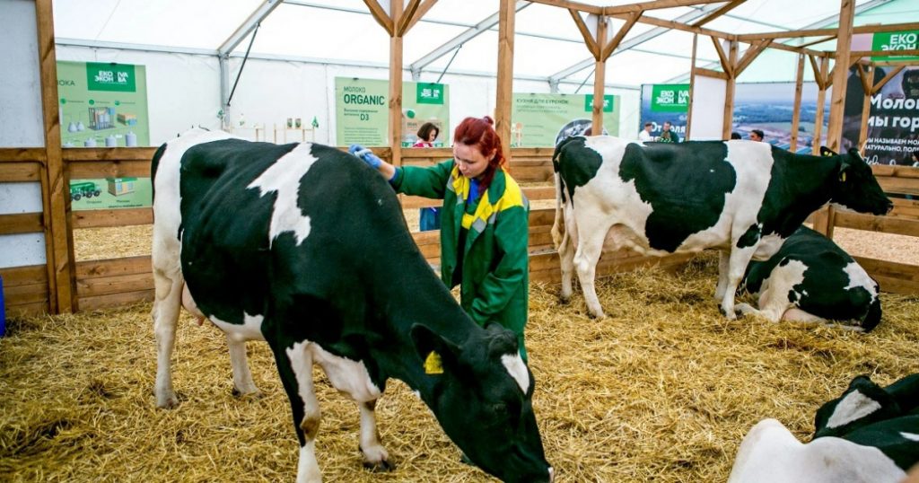 В Башкирии хотят принять закон о саморегулировании племенных хозяйств