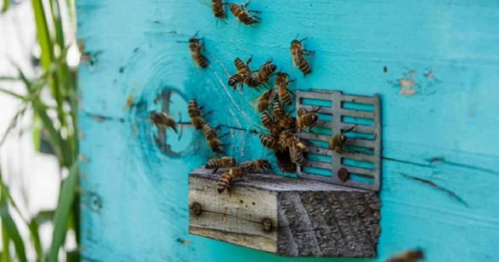 В Башкирии изменят сроки предупреждения пчеловодов о пестицидах