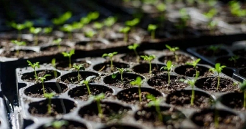 В Уфе выбрали поставщика цветочной рассады на 59 млн руб.