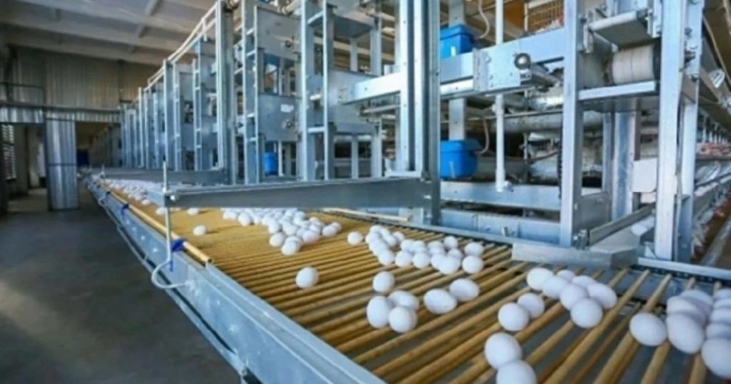 Производство яиц в Башкирии в начале года выросло в 1,7 раза