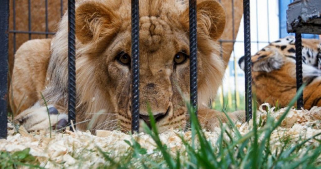 Приставы возбудили уголовное дело против владельцев зоопарка в Уфе