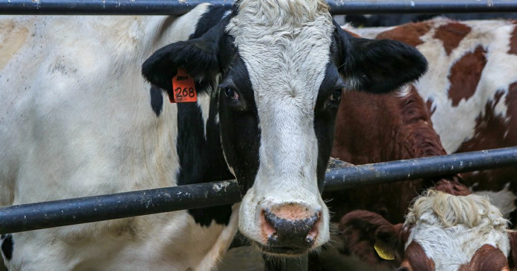 Ветеринары назвали высоким риск завоза пастереллеза в Башкирию